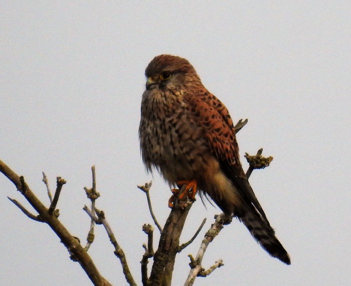 Kestrel