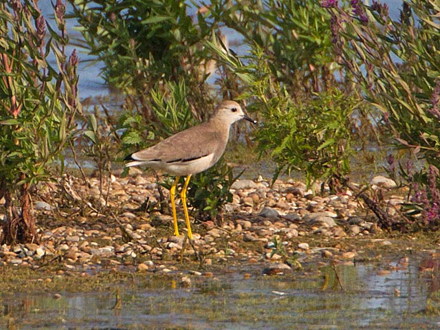 White-tailed Plover