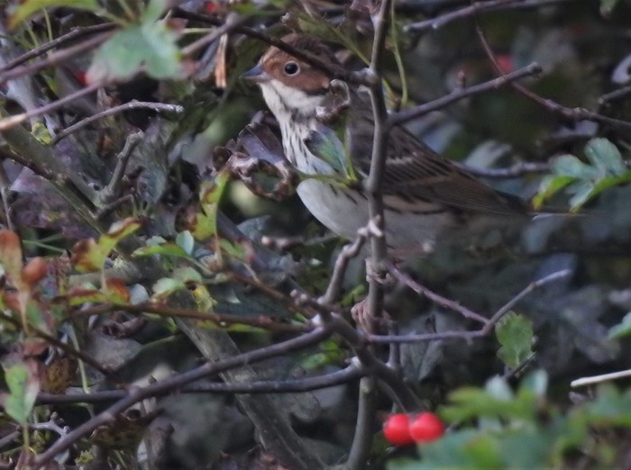 Little Bunting
