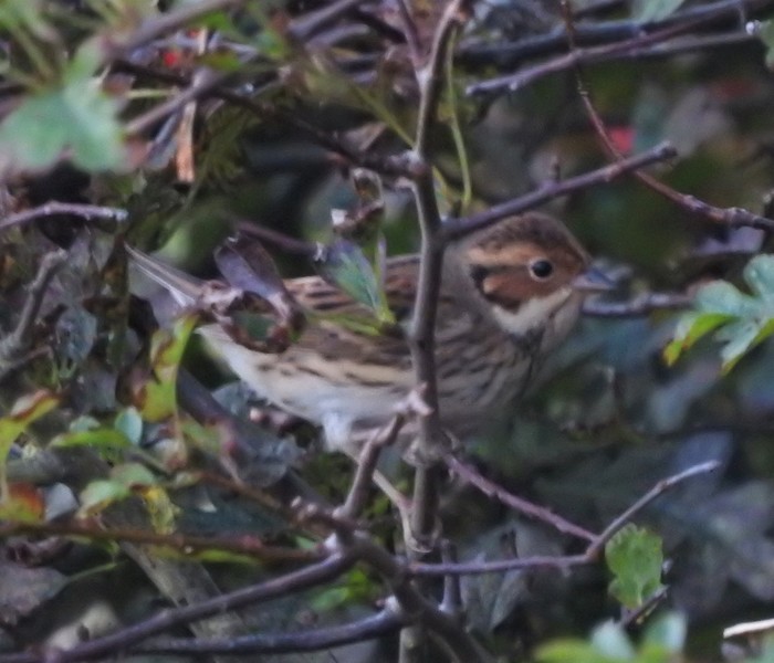 Little Bunting