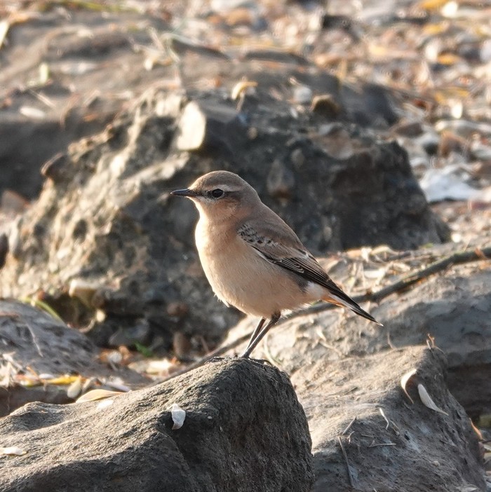 Wheatear 
