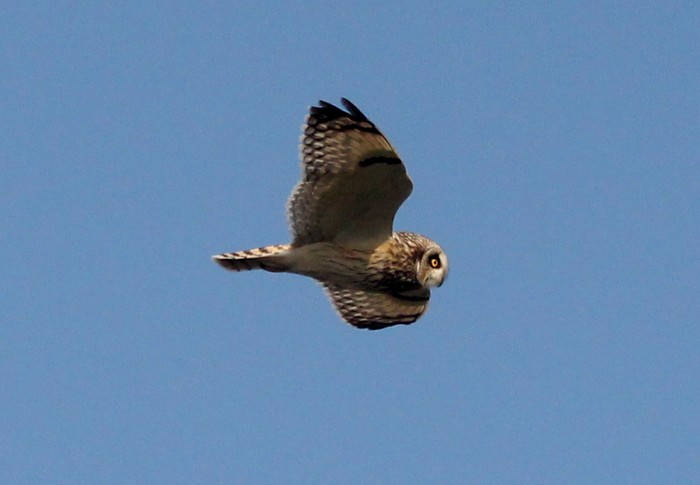 Short-eared Owl