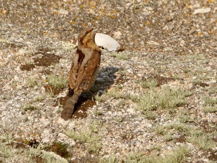 Wryneck