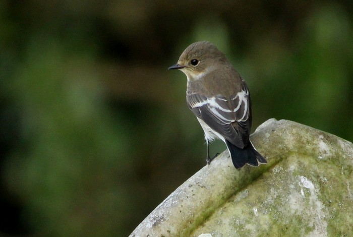 Pied Flycatcher