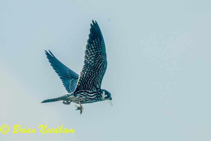 Hobby