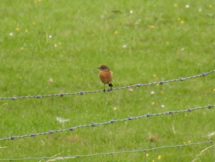 Stonechat