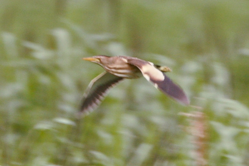 Little Bittern