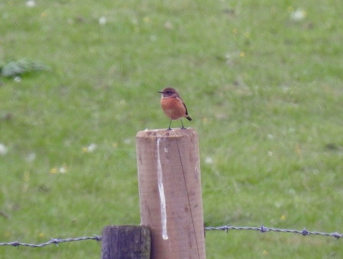 Stonechat