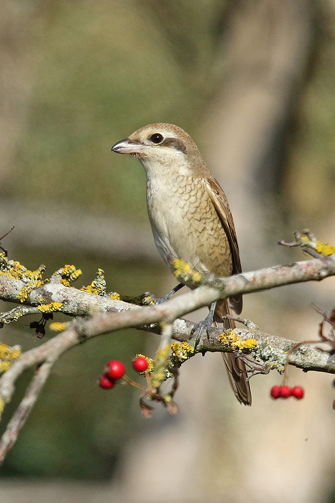 Brown Shrike