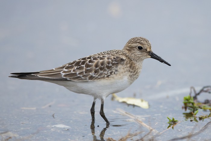 Baird's Sandpiper