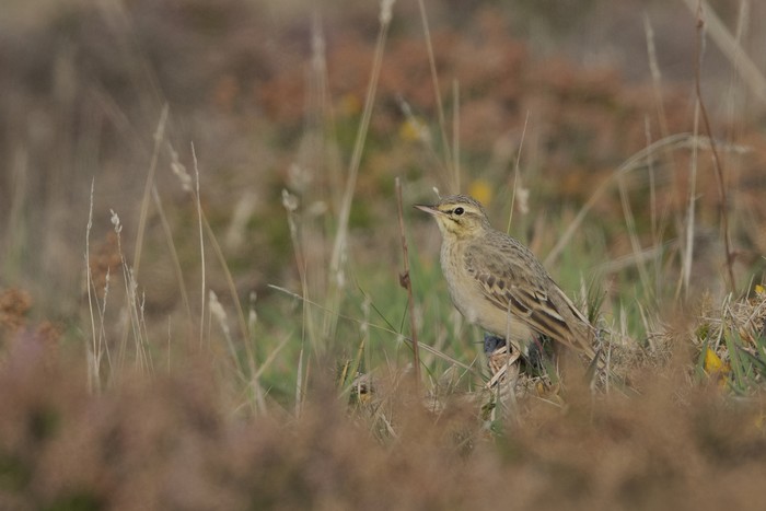 Tawny Pipit