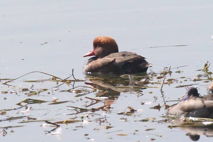 Red-crested Pochard