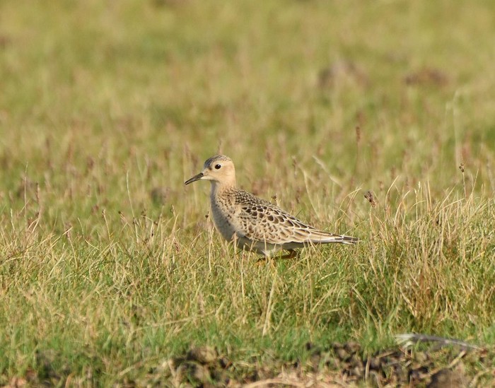 Buff-breasted Sandpiper
