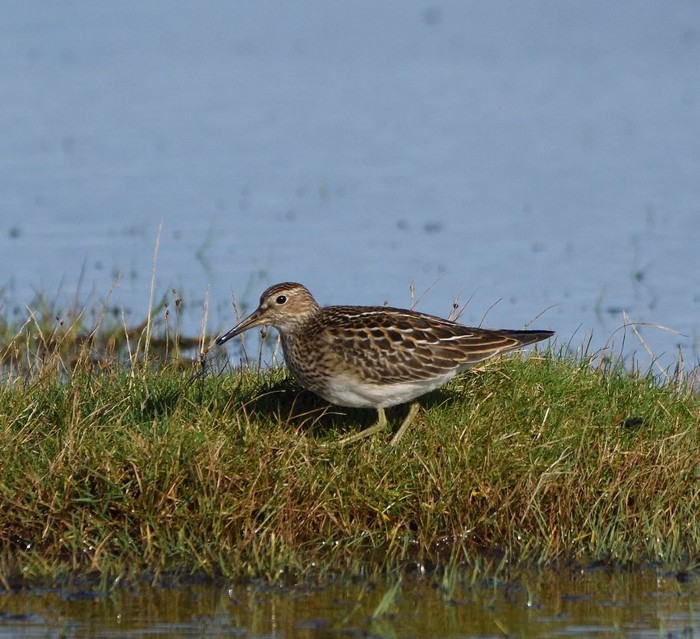 Pectoral Sandpiper