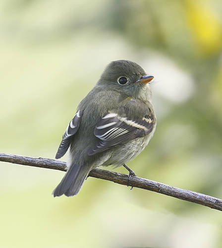Yellow-bellied Flycatcher