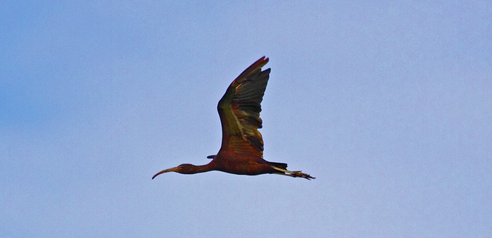 Glossy Ibis