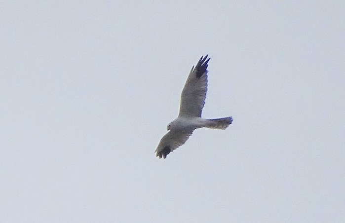 Pallid Harrier