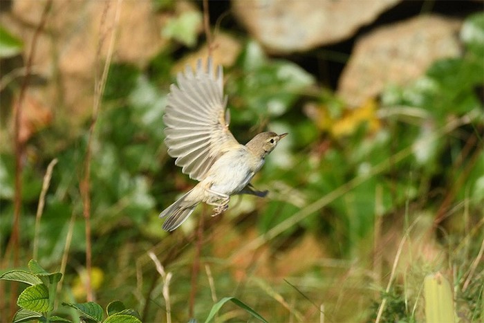 Booted Warbler