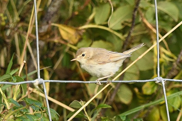 Booted Warbler