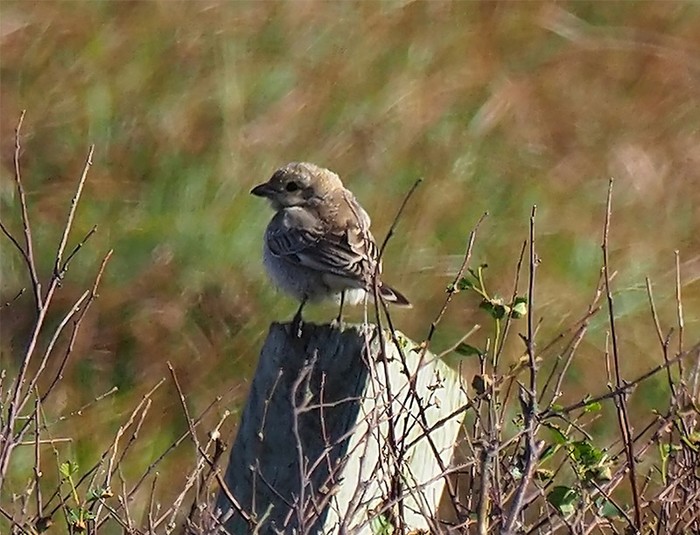 Woodchat Shrike