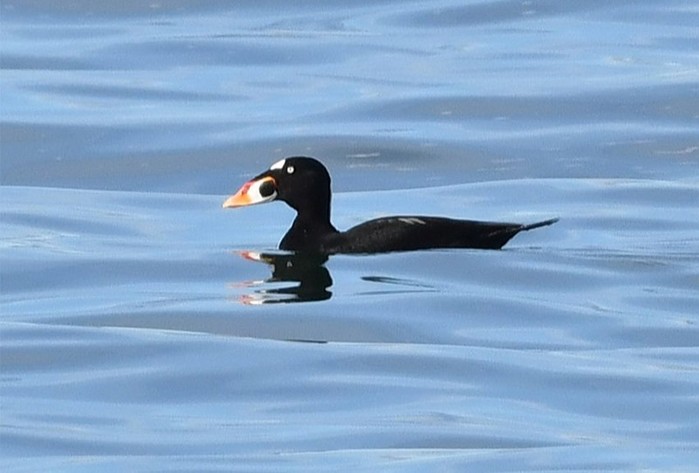 Surf Scoter