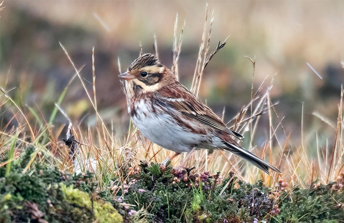 Rustic Bunting