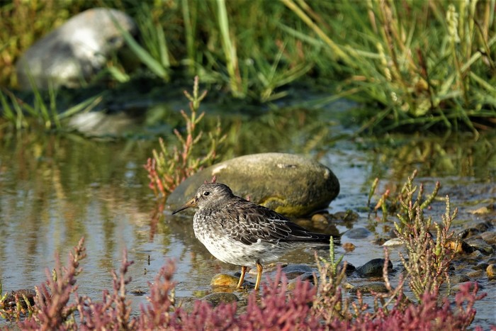 Purple Sandpiper