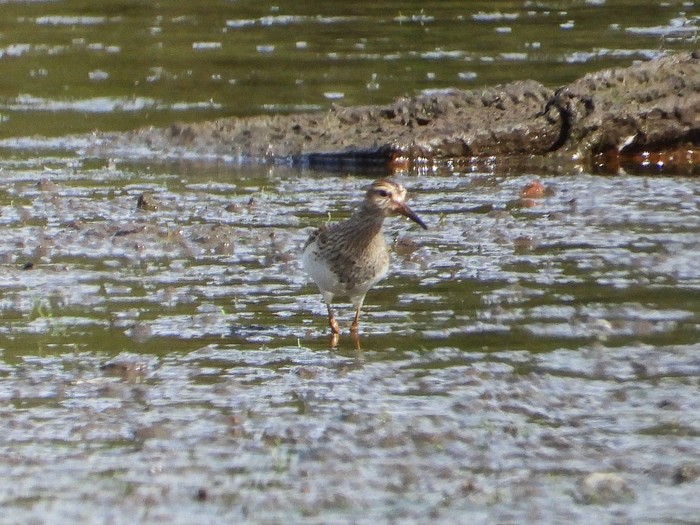 Pectoral Sandpiper