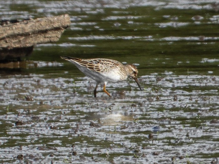 Pectoral Sandpiper