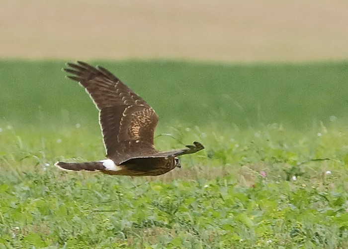 Hen Harrier
