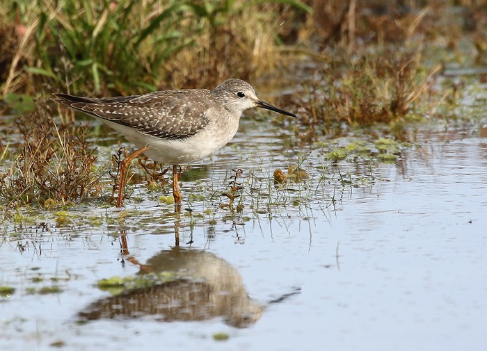 Lesser Yellowlegs
