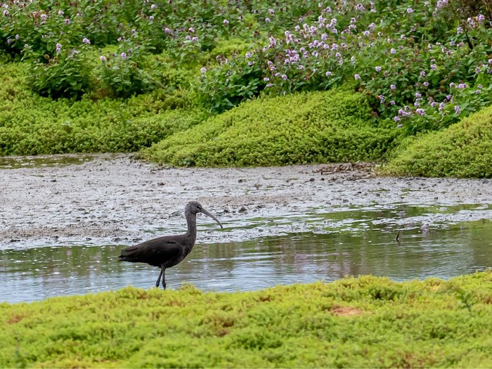 Glossy Ibis