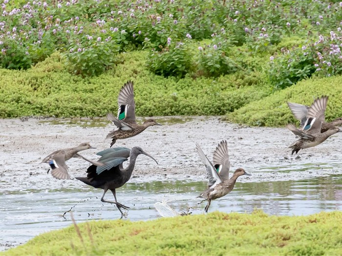 Glossy Ibis