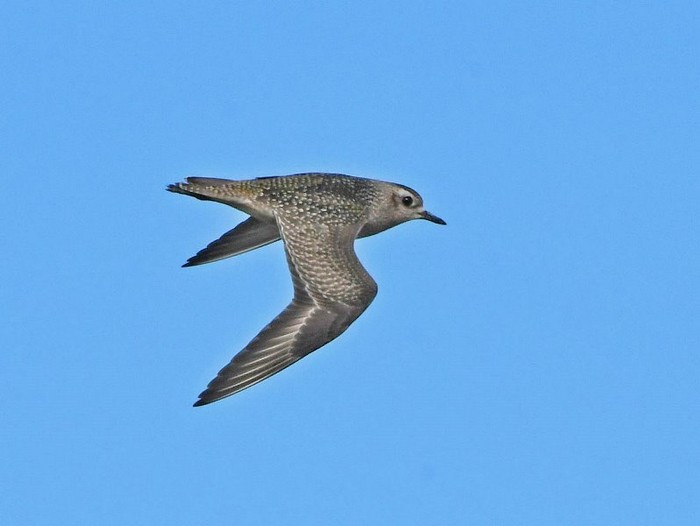 American Golden Plover