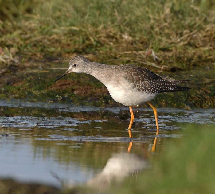 Lesser Yellowlegs