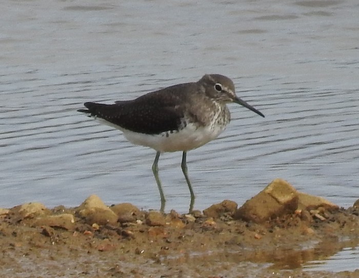 Green Sandpiper