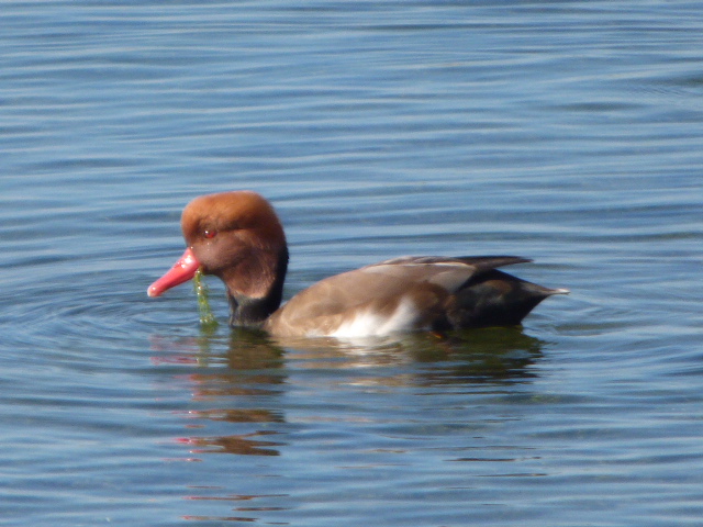Red-crested Pochard