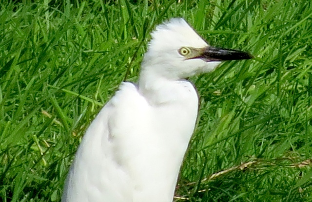 Cattle Egret