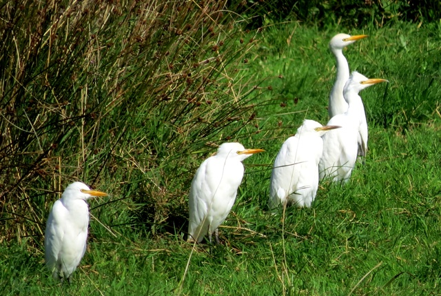 Cattle Egret