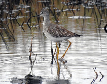 Lesser Yellowlegs