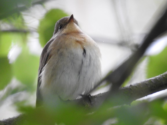 Red-breasted Flycatcher