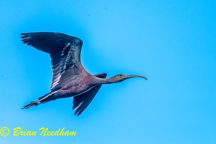 Glossy Ibis