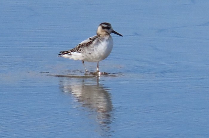 Grey Phalarope