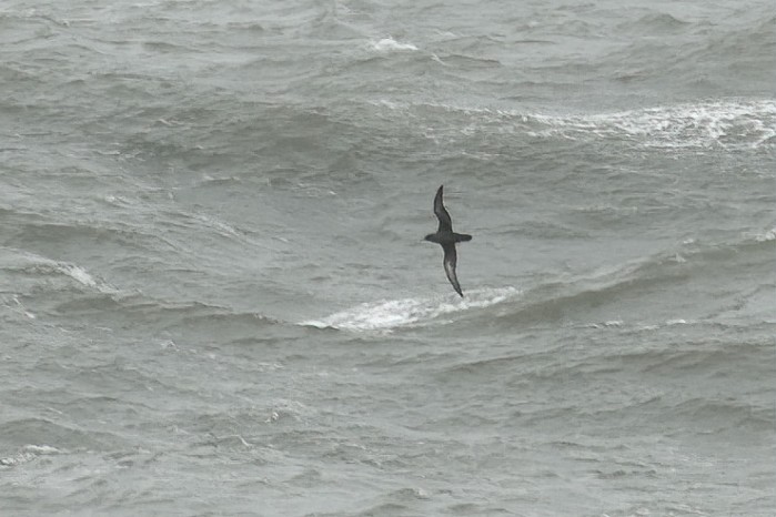 Sooty Shearwater