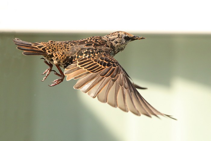 Starling