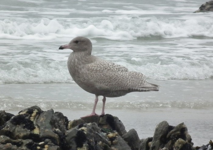 Glaucous Gull