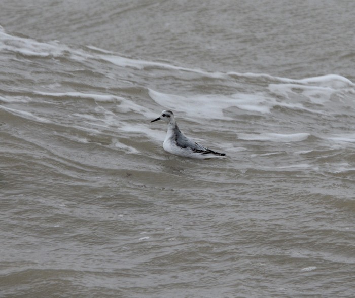 Grey Phalarope