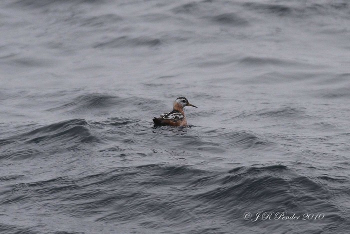 Grey Phalarope 