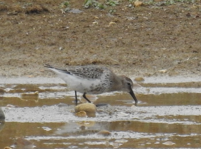 Dunlin