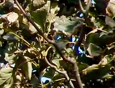 Yellow-browed Warbler